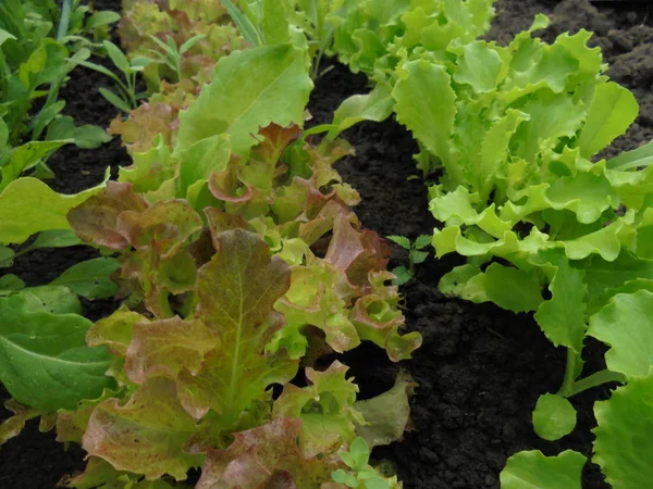 Fresh tasty green and yellow-red lettuce growing in the ground in a greenhouse in spring — Stock Photo, Image