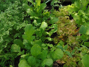 ilkbaharda serada büyüyen marul farklı türleri