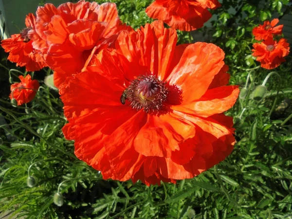 夏に庭に咲くオレンジ色のケシの花 — ストック写真