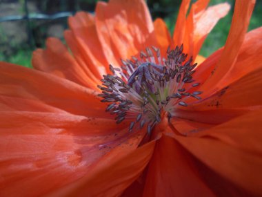 tohum ve stamens yakın çekim bir kutu ile turuncu haşhaş çiçeği