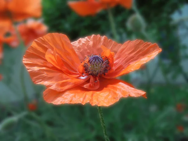 Beautiful orange poppy flower with a box of seeds and stamens close up — Stock Photo, Image
