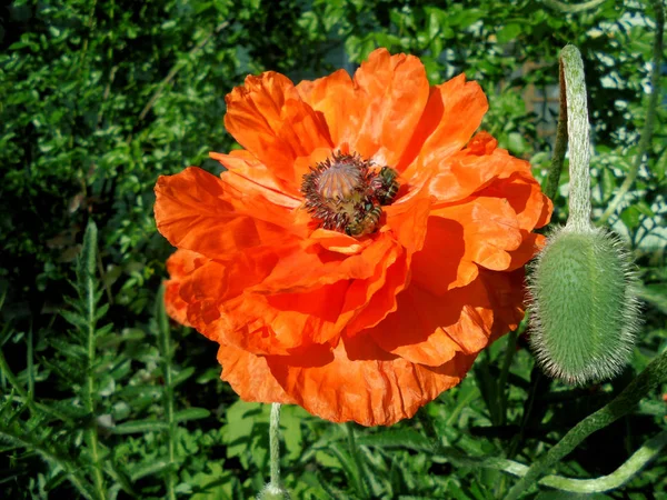 Belle fleur de pavot orange avec une boîte de graines et étamines bourgeon gros plan — Photo