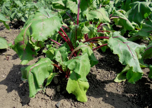 kavurucu güneşten bahçede kırmızı pancar kurutulmuş yaprakları