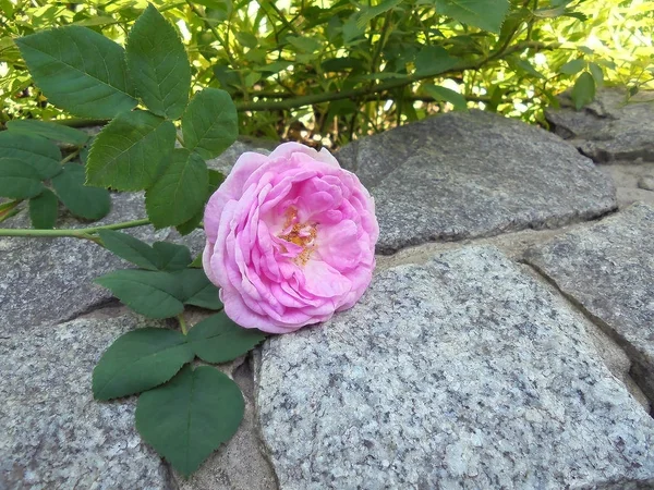 A beautiful cut pink rose lies on a gray stone in the garden.