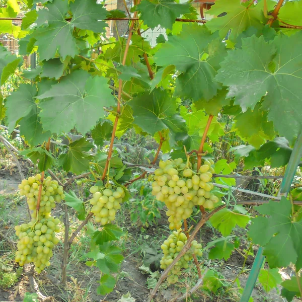 Racimos de variedades de uva blanca Arkady cuelgan de la vid con hojas en el enrejado —  Fotos de Stock