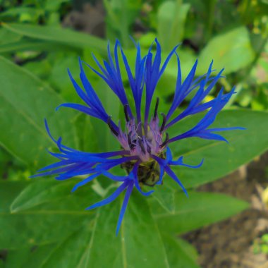 yeşil yaprakların bir arka plan üzerinde mavi cornflower bahçe çiçek yakın çekim
