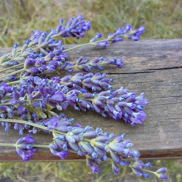 Fioletowe kwiaty lawendy leżą na starej drewnianej płycie — Zdjęcie stockowe