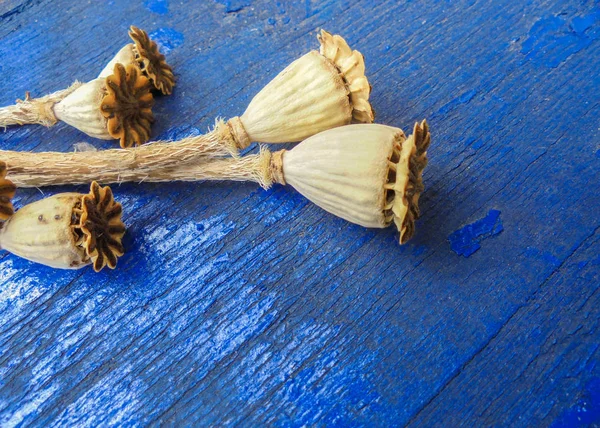 kuru haşhaş bakla mavi ahşap tahtalar üzerinde yalan