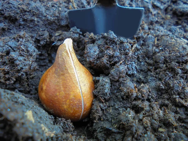 dikim için zemin ve kürek lale soğanı