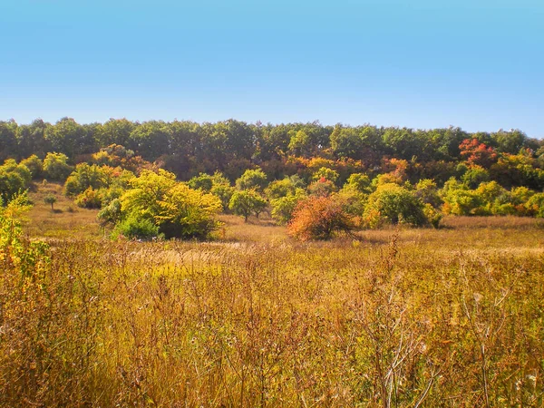 Autumn landscape trees bushes with yellow and red foliage and dry grass in the foreground — Stock Photo, Image