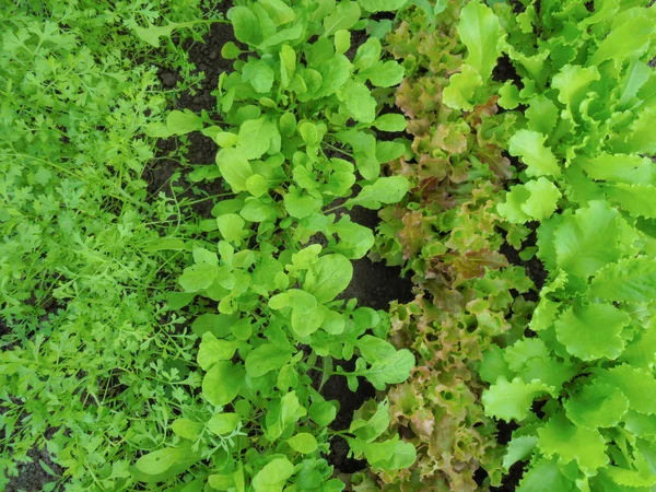 Cuatro variedades de lechuga verde y roja jóvenes que crecen en el suelo — Foto de Stock