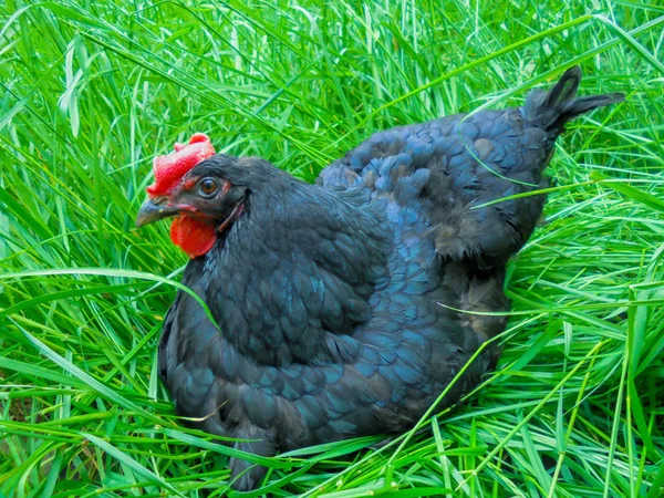 Poulet noir avec une teinte bleue assis dans l'herbe verte — Photo