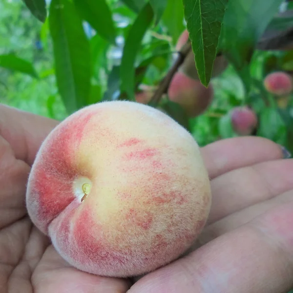 En rosa-gul, moden fersken ligger på en håndflate mot bakgrunnen av et ferskentre med frukt – stockfoto