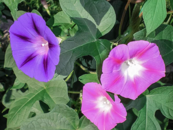 yeşil yaprakları arka planda sabah zafer üç çiçek