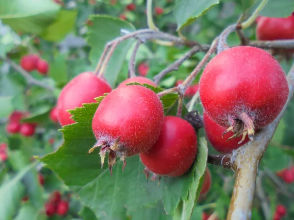 Frutti rossi di biancospino coltivato su un ramo con foglie verdi e una grande spina — Foto Stock
