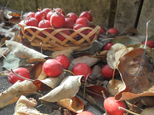 red hawthorn fruits in dry leaves on a background of a basket with hawthorn fruits