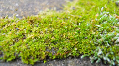 yosun yeşil seçici odak merkezi bulanık kenarları