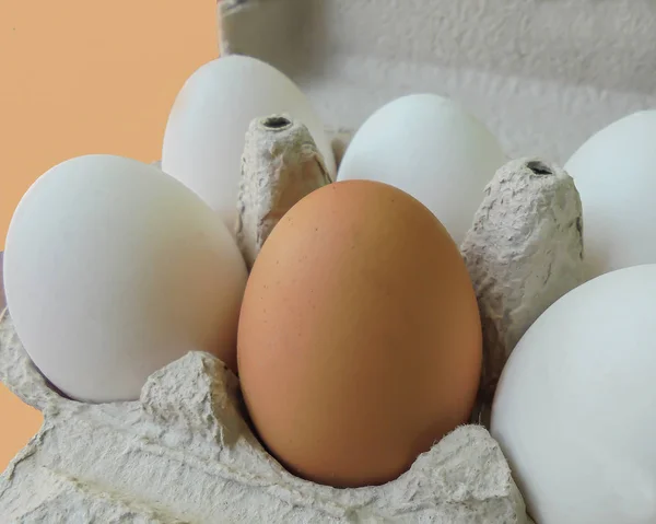 Jeden brązowy i pięć białych jaj kurzych w tekturowym zasobniku — Zdjęcie stockowe