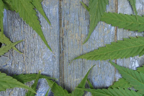 Frame of green hemp leaves on a wooden surface — Stock Photo, Image