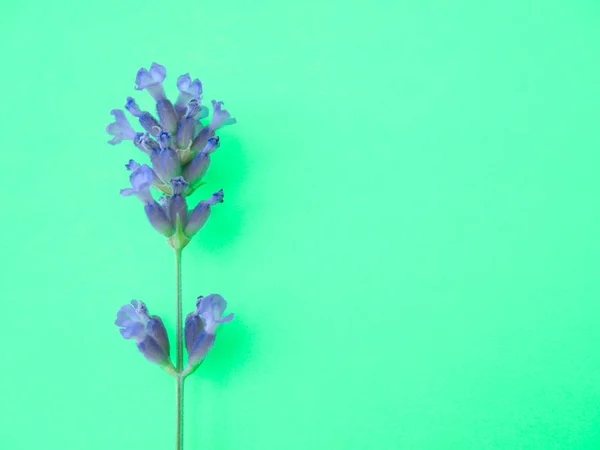 Paarse lavendel bloeiwijze op een turquoise achtergrond — Stockfoto