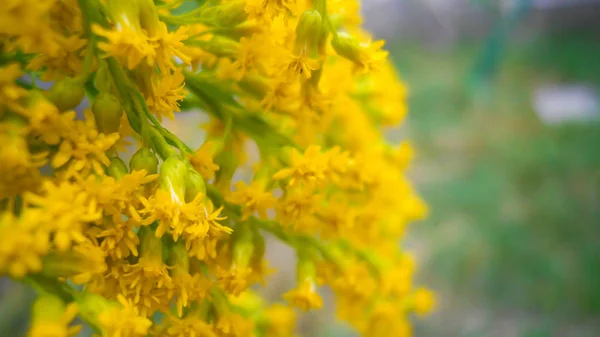 Τα κίτρινα λουλούδια της solida καναδενίας κλείνουν στο κέντρο, επιλεκτική εστίαση. Θαμπό φόντο. Bokeh — Φωτογραφία Αρχείου