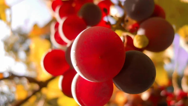 Kırmızı Lydia üzümleri, sonbahar güneşinin ışınlarıyla sarı yaprakların ve üzümlerin bulanık arka planında aydınlatılır. merkez seçici odak