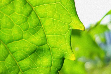 Yeşil yaprağın kenarlarında sarı damarlar yağ boyası taklidi var.