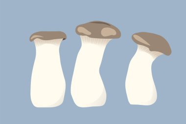 Üç Pleurotus eryngii mantarı kahverengi başlıklı ve gri arka planda kalın açık bacaklı.