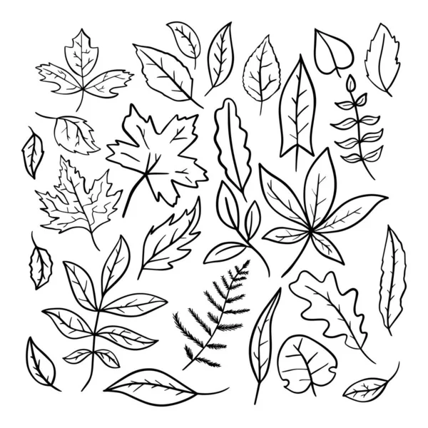 Planta Botânica Floral Desenhada Mão Doodle Elementos Vetoriais Selvagem Livre —  Vetores de Stock