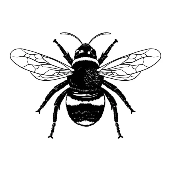 Ilustración Vector Abeja — Archivo Imágenes Vectoriales