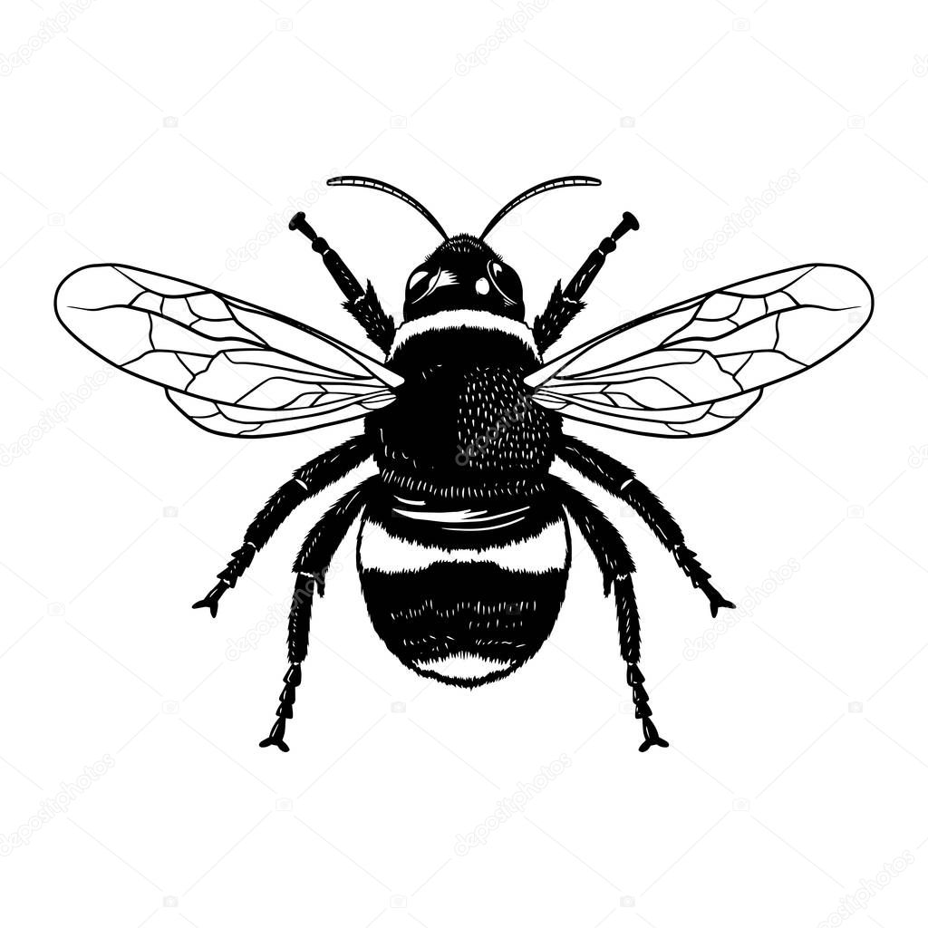 Illustration of a Bee vector 