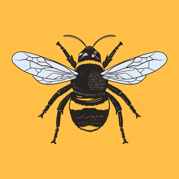Ілюстрація Вектора Бджіл — стоковий вектор