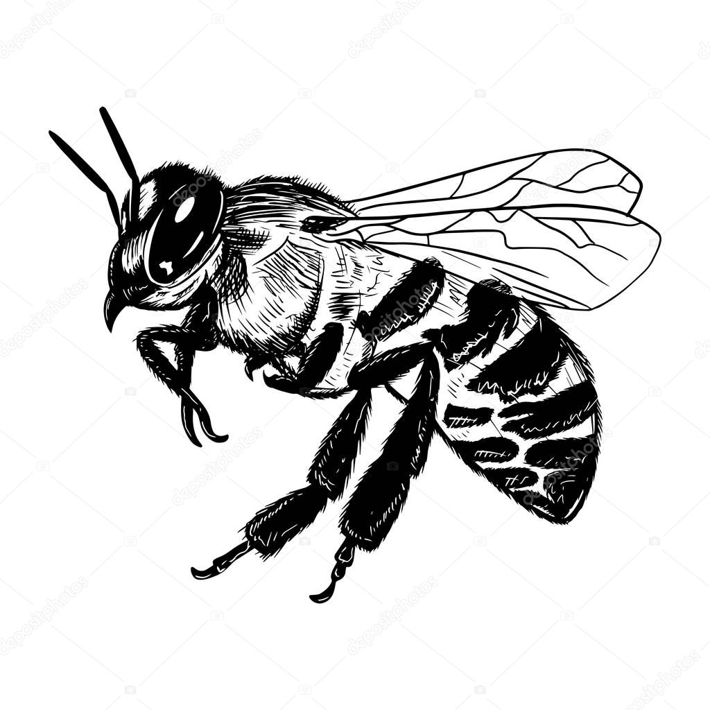 Illustration of a Bee vector 