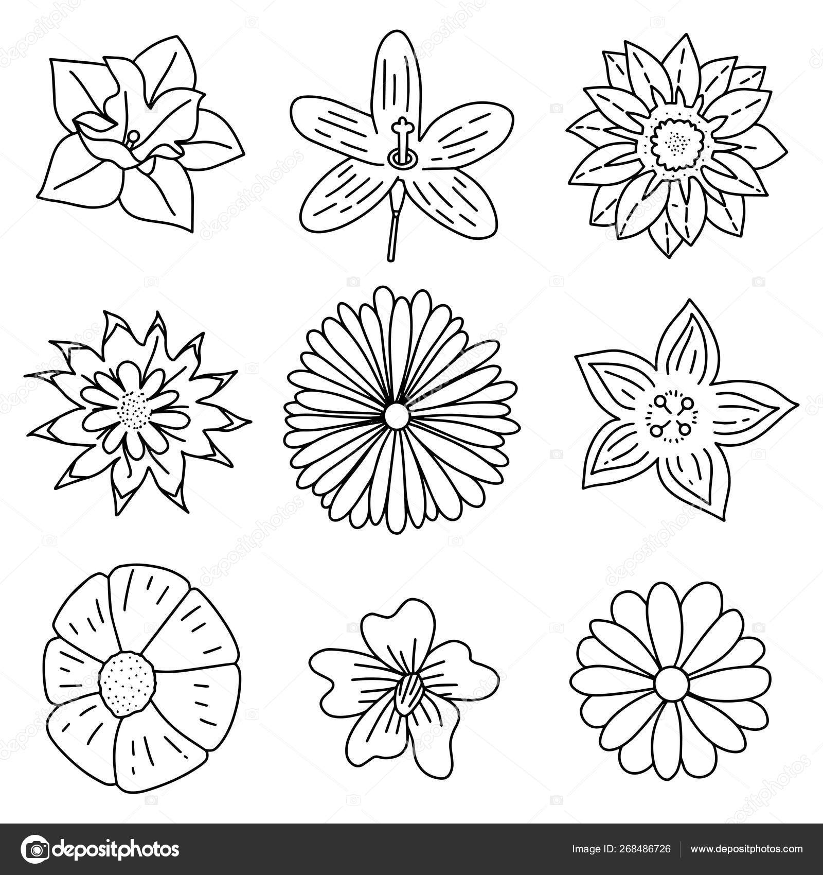 手工绘制的花卉元素集合矢量插图eps 图库矢量图像 C Juzticecreative