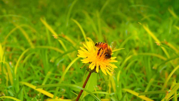 Detail Der Honigbiene Auf Gelber Blume — Stockfoto