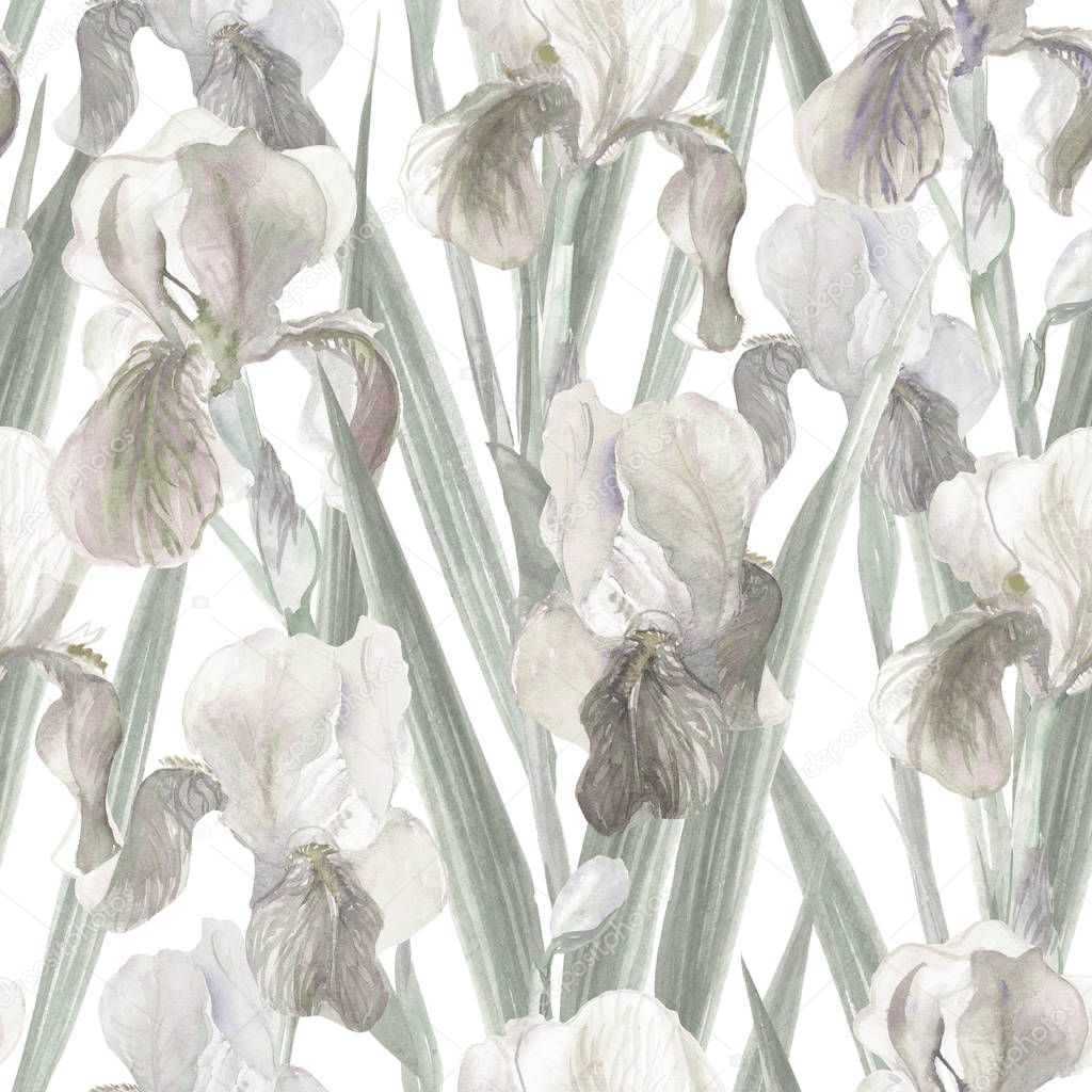 seamless pattern of iris flowers painted in watercolor neutral, pale floral pattern, gray, background, additional, discreet, delicate, Wallpaper