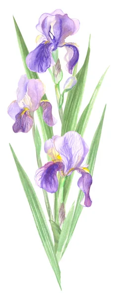  buket iris çiçekler suluboya boyalı. yeşil yaprakları ile mor irises zarif bir buket katlanır