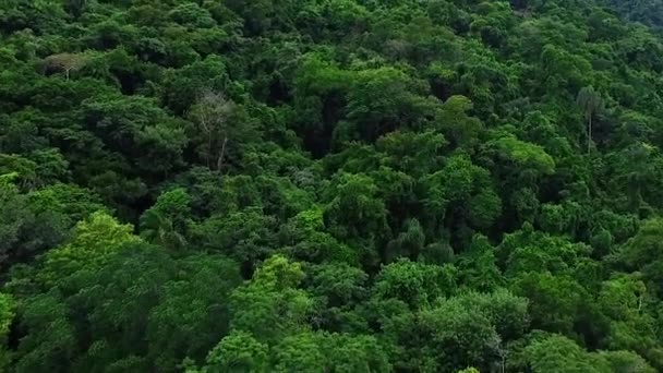 Braziliaanse Jungle Ilha Grande Luchtfoto Van Het Bos Ilha Grande — Stockvideo