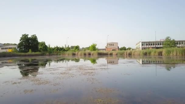 Water Riet Reflectie Van Hemel Bomen Het Vijver Oppervlak Reflectie — Stockvideo
