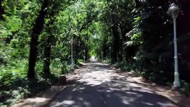 Pull Shot Park Pathway Surrounded Forest Flying Pull Shot Park — Stock Video