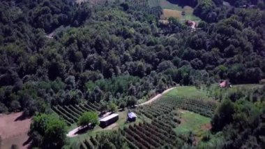 Sırbistan'ın Uvac nehri yakınlarındaki Pester yüksekliklerinin Yeşil Kırsal Bağ ve Mahsul tarlalarındaki Üzüm ve Mahsul Tarlaları