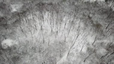 Park'ta Karlı Kış Günü Sumarice, Kragujevac, Sırbistan parkta kasvetli bir kış günü görüntüleri.