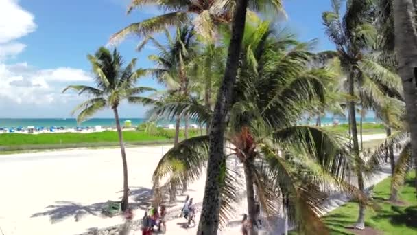 Miami South Beach Iguana Trepando Una Palmera Lummus Park Iguana — Vídeos de Stock