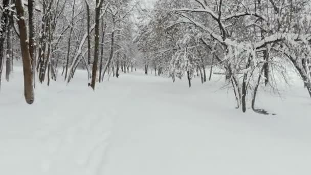 Park Pod Śniegiem — Wideo stockowe