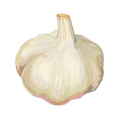 Sarımsak vektör tasarım çizim şablonu