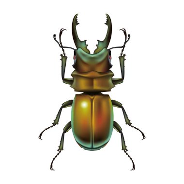 Geyik böceği vektör tasarım çizim şablonu