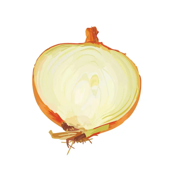 Onion Vector Design Illustration Template — Stock Vector