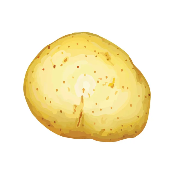 Patates Vektör Tasarım Çizim Şablonu — Stok Vektör