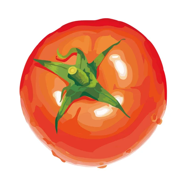 Modelo Ilustração Desenho Vetorial Tomate —  Vetores de Stock