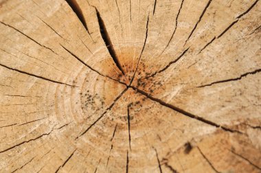 : ağaç kütüğünün dokusu